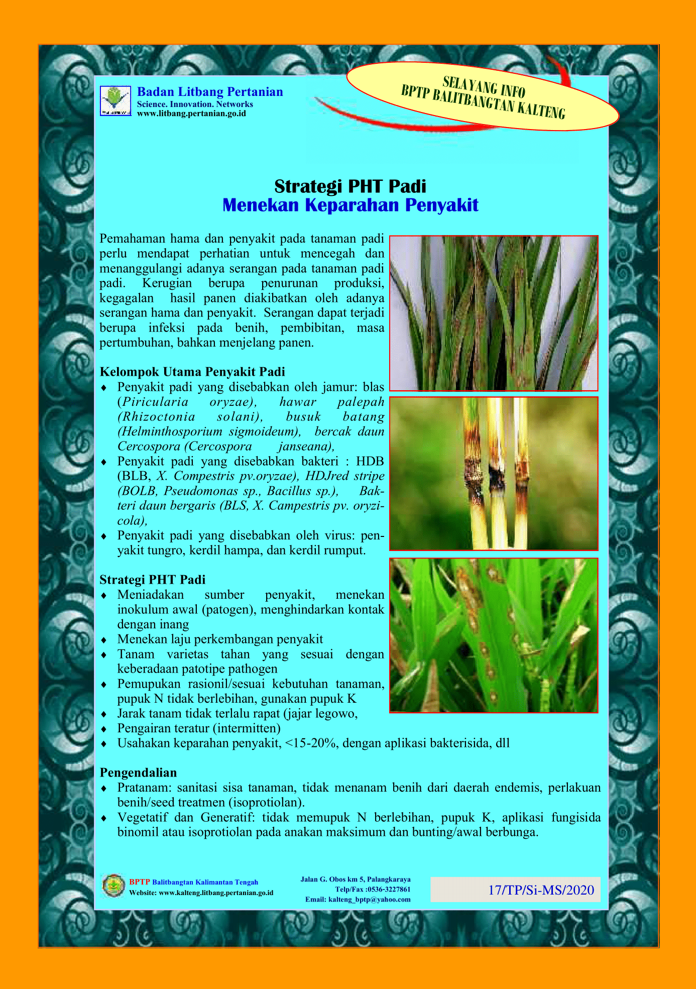 Strategi pht padi menekan keparahan penyakit